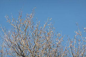 landscape of white plum blossom