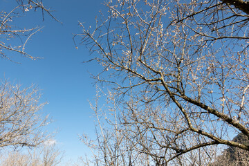 Fototapeta na wymiar landscape of white plum blossom