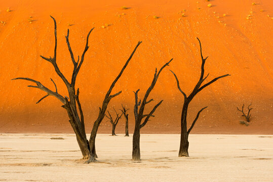 The future of the planet with climate change . View of dead trees (acacia erioloba) in the Deadvlei basin, surrounded by the highest dunes in Namibia. concept of global climatic change .
