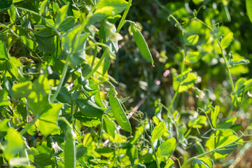 Fototapeta premium green pea farm