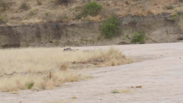 Two Lions Chase After A Wildebeest While Hunting - Telephoto Tracking Shot