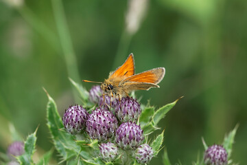 A Small Skipper Butterfly on some Creeping thristle flower buds.