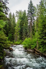 Fototapeta na wymiar Camp Creek flowing through Wallowa-Whitman National Forest in Oregon, USA (portrait)