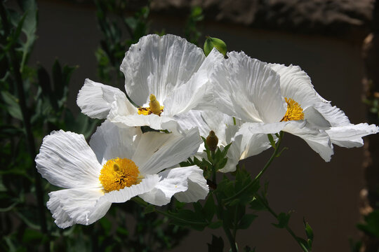 Close-up view of matilija poppy blossoms, large white flowers with yellow stamen