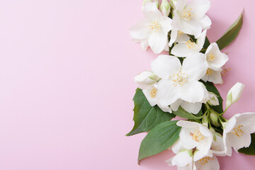 Naklejka na ściany i meble Jasmine flowers on a pink background with a copy space. Gentle background for congratulations