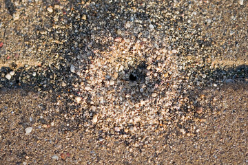 Anthill made by ants in cobblestones