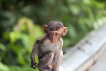 可愛いサル