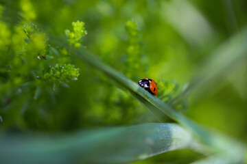 Naklejka premium ladybug on green leaf