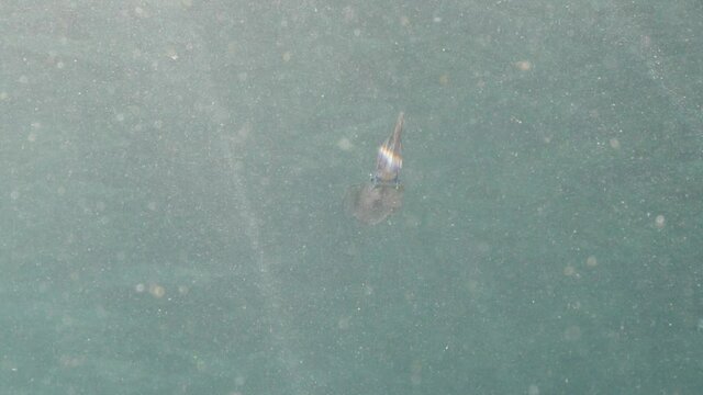 squid underwater close up cuttlefish big eye Loligo vulgaris underwater ocean scenery