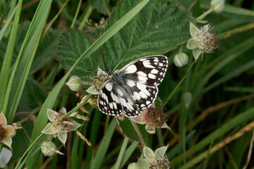 A Marbled White Butterfly basking in the sun.