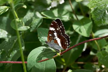 Fototapeta na wymiar A White Admiral Butterfly laying an egg on honeysuckle