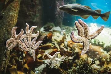 Starfish species with five radiating arms sticking to aquarium window glass from inside. Marine life in detail. Underwater marine biology with blurred swimming fish and plankton in the background.