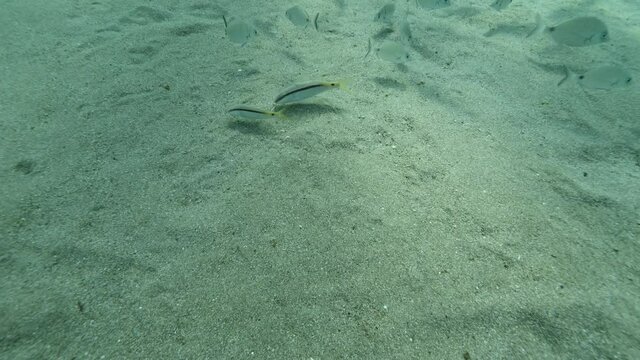 squid underwater close up cuttlefish big eye Loligo vulgaris underwater ocean scenery