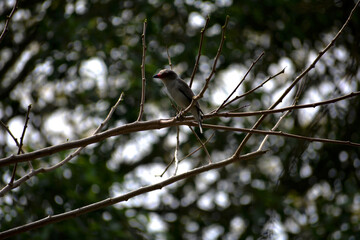 pajaro gris, con antifaz