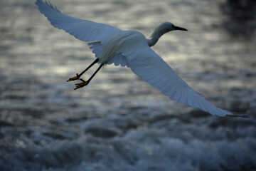 Egreta en playa, garza en la playa volando