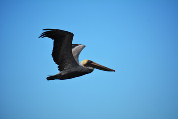 pelicano volando 