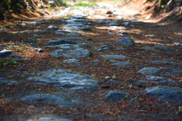 camino de piedras con hojas secas