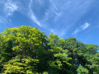 Fototapeta premium green trees and blue sky