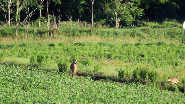 Mother Deer and baby run and leap through grass farm field in early morning baby crosses over