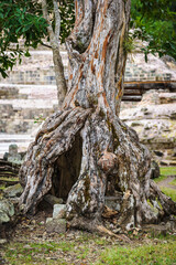 Fototapeta premium It's Old tree in Copan, an archaeological site of the Maya civilization, Honduras