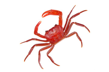 Red crab isolated on white background
