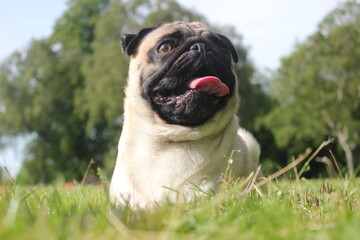 Fototapeta premium Fawn Pug