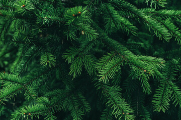 Fototapeta na wymiar Background of Christmas tree branches. Natural wallpaper. Natural backdrop for your design. Flat lay. Copy space.
