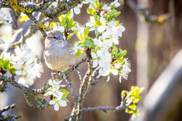 House Sparrow (Passer domesticus) on a tree
