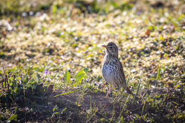 Song thrush (Turdus philomelos) in the garden
