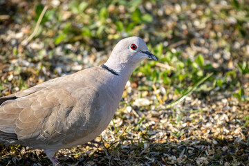 Eurasian collared dove (Streptopelia decaocto)