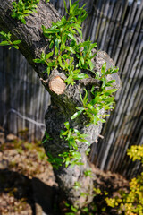 Pruned branch and new shoots with green leaves on the trunk of an ornamental willow.