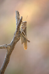 grillo listo para saltar