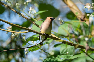 Cedar Waxwing perching on the branch.    Vancouver BC Canada
