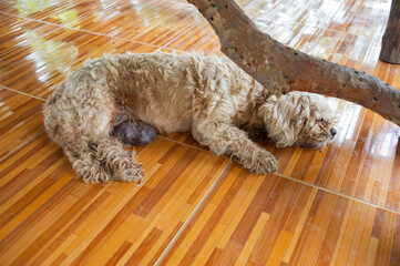 The small dog has brown fur. It is sleeping on the floor.