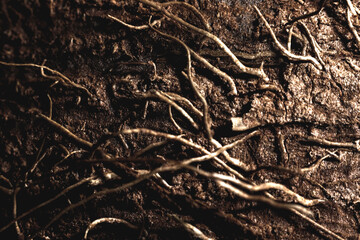 Coconut macro background, macro shot of coconut, fiber texture.