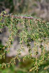 Flowers on a twig of juniper in detail.
