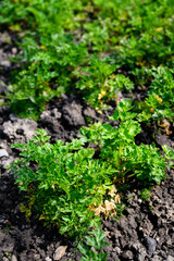 Lush green leaves of parsley in a flowerbed.