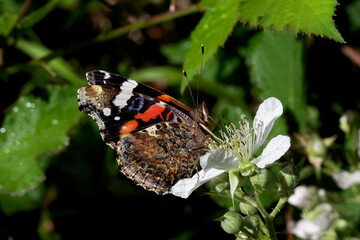 A Red Admiral Butterfly nectaring on a Bramble flower.