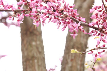 Plantas en la ciudad