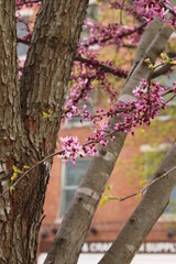 Plantas en la ciudad