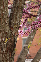 Plantas en la ciudad