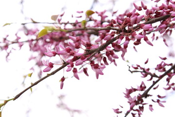 Plantas en la ciudad