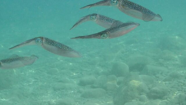 squid underwater close up cuttlefish big eye Loligo vulgaris underwater ocean scenery