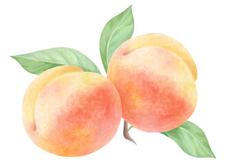 二玉の桃の水彩画