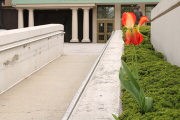 Plantas en la ciudad