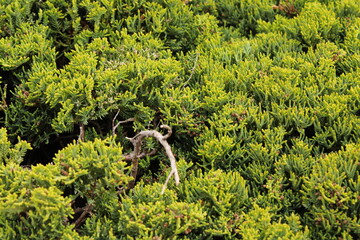 Plantas en la ciudad