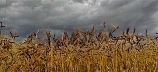 campo, cielo, trigo, naturaleza, paisaje, agricultura, verano, azul, chacras, cosecha,  nube, granito,cosecha, nube, campesina, cereal, agricultura, otoñal, nativo, amarilla, tormenta