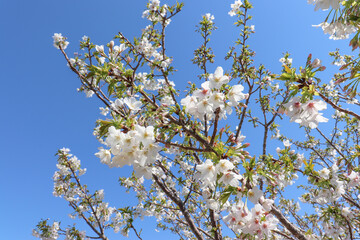 白い桜のイメージ
