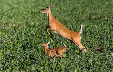 Mother Deer and baby run and leap through grass farm field in early morning baby crosses over
