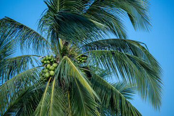 Fototapeta na wymiar 青空とココナッツがたくさん実るヤシの木